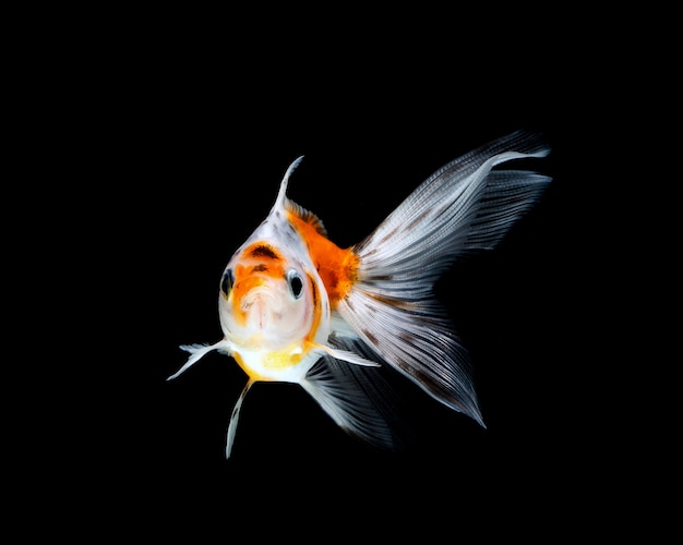 Goldfish isolated on a dark black 