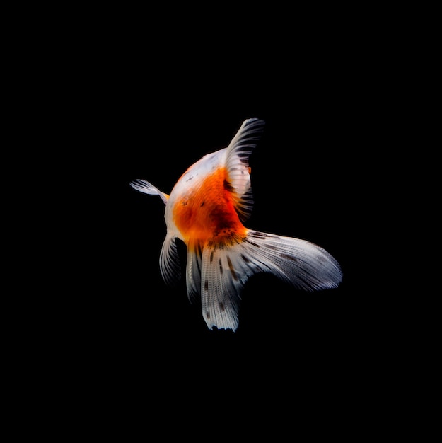 Goldfish isolated on a dark black 