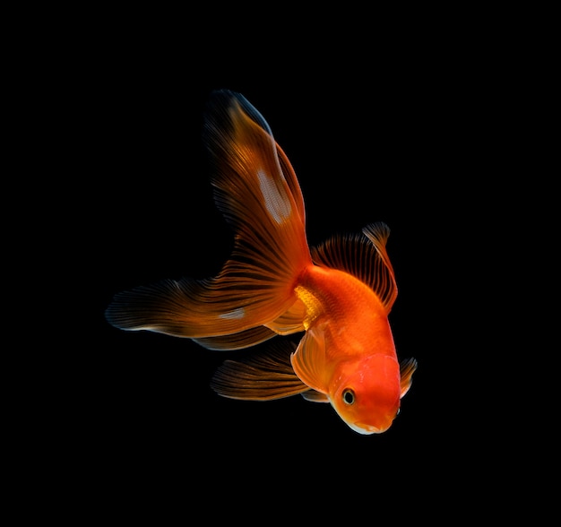 Goldfish isolated on a dark black 