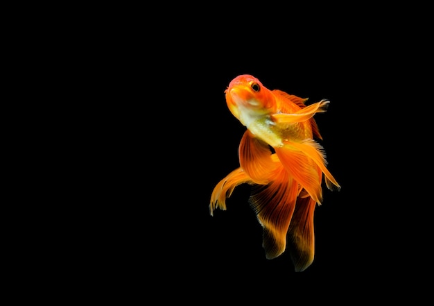 Goldfish isolato su un nero scuro.