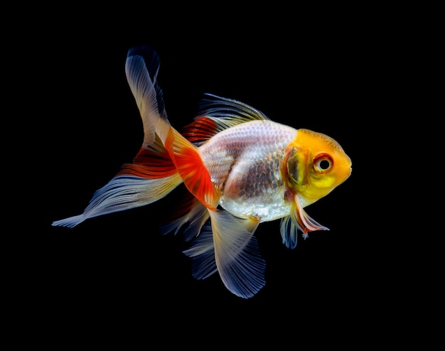 Goldfish isolated on dark