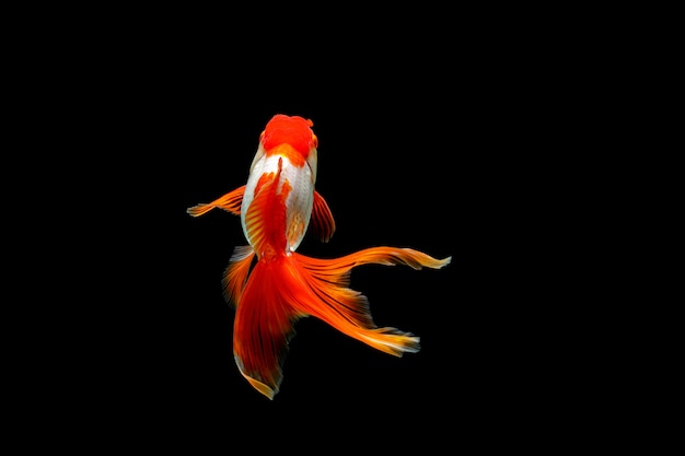 Goldfish isolated in the dark