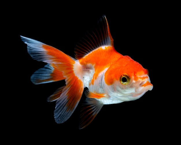 Goldfish isolated in the dark