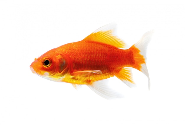 Goldfish Isolated on White space