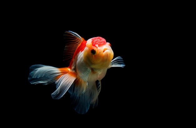 Goldfish isolated 