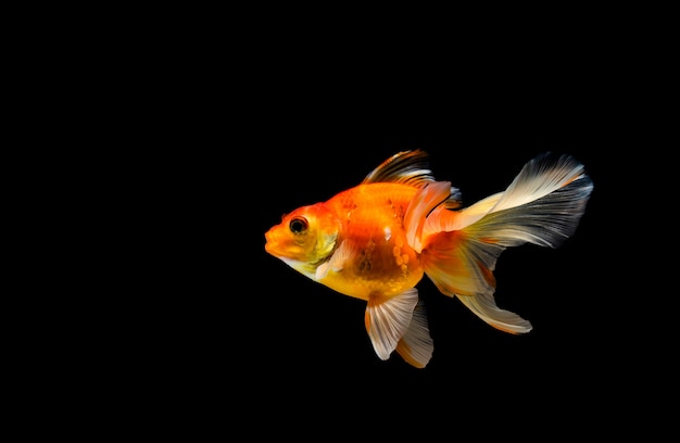 Goldfish isolated