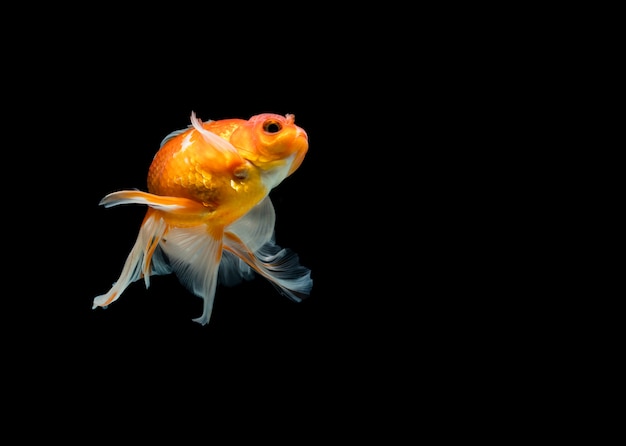 Goldfish isolated