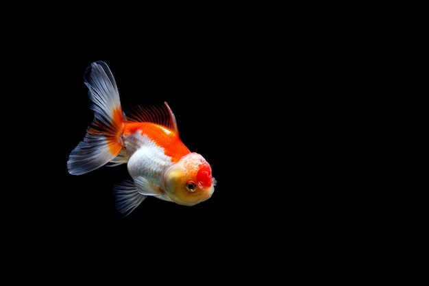 Goldfish isolated