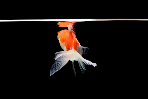 Goldfish isolated