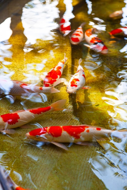 Pesce rosso nello stagno. stagno nel parco all'aperto.