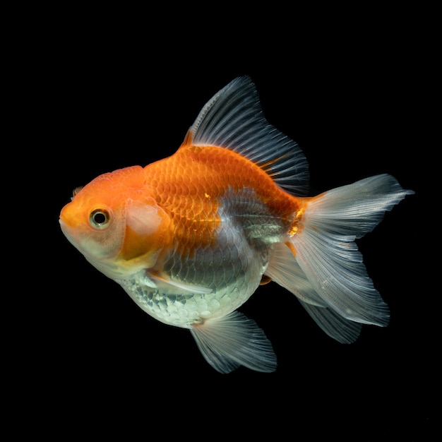 Фото Серебряная рыбка золотая рыбка на черном фоне