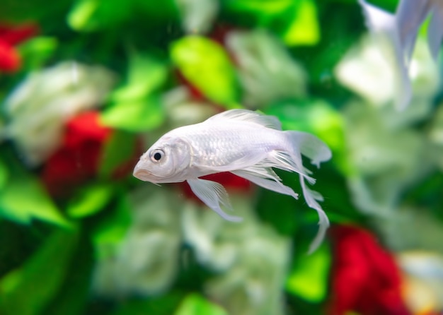 Goldfish swim among the flowers under the water