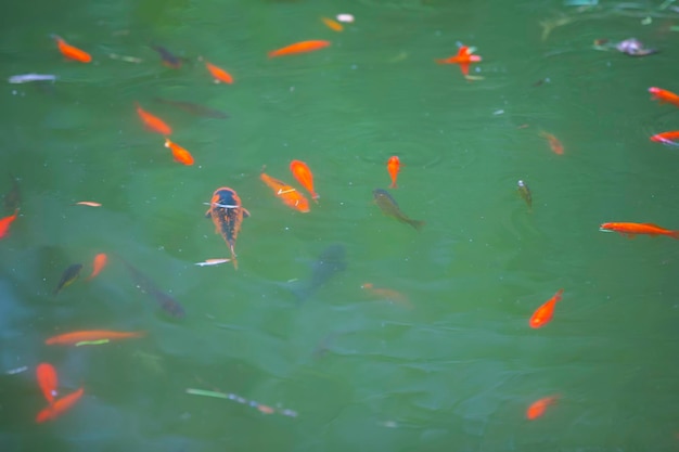 Goldfish swim in the green water of the pond