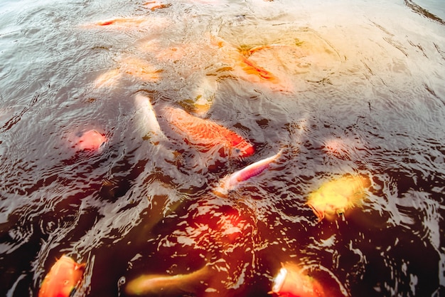 金魚はオレンジ色の水を背景にプールで泳ぐ