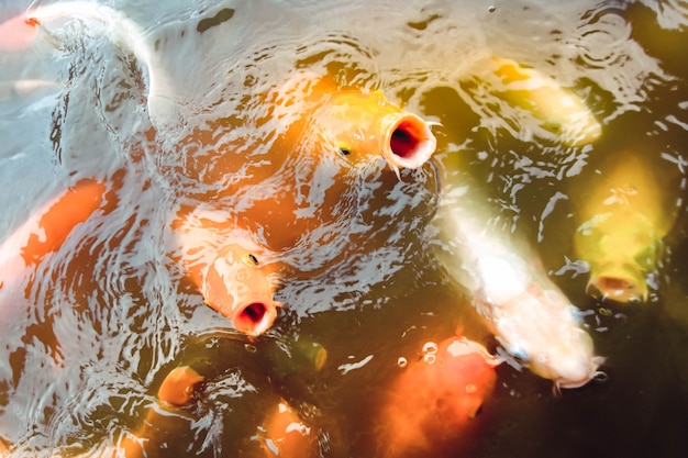 金魚はオレンジ色の水を背景にプールで泳ぐ