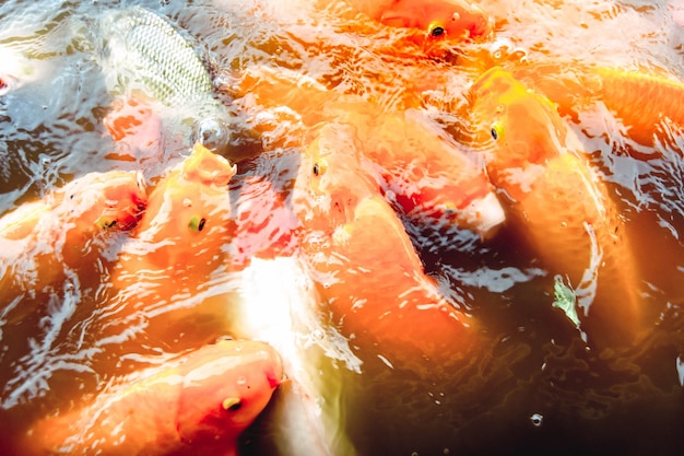 Photo goldfish swim in the pool against a background of orange water