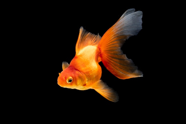 Goldfish swimming on black background