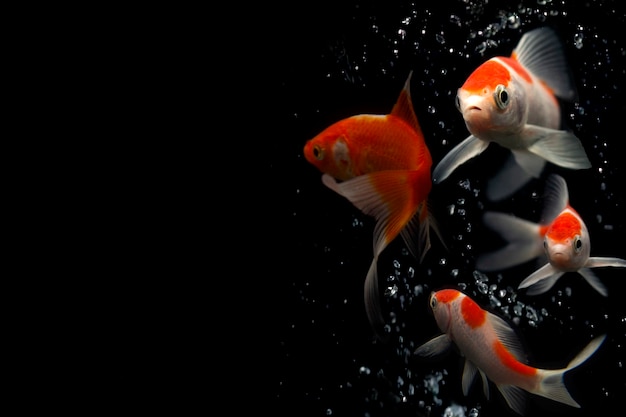 Goldfish swimming on black background