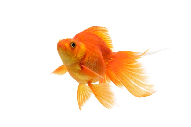 Золотая рыбка, плавающая на белом фоне