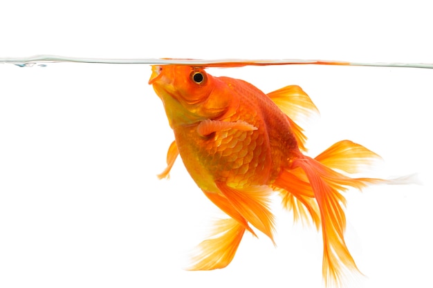 Goldfish swimming on white background