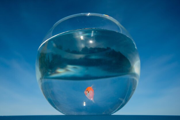 Photo a goldfish swims in a round aquarium against a blue sky