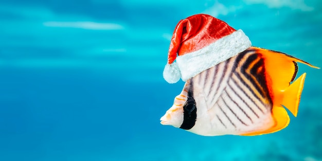 Photo goldfish underwater carrying christmas presents with santaclaus hat