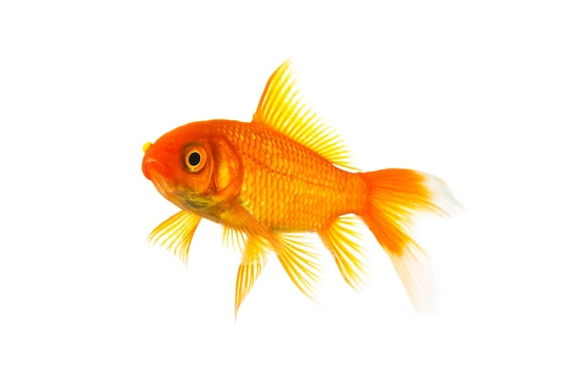 A goldfish in a water tank on white background. Taken in Studio with a 5D mark III.