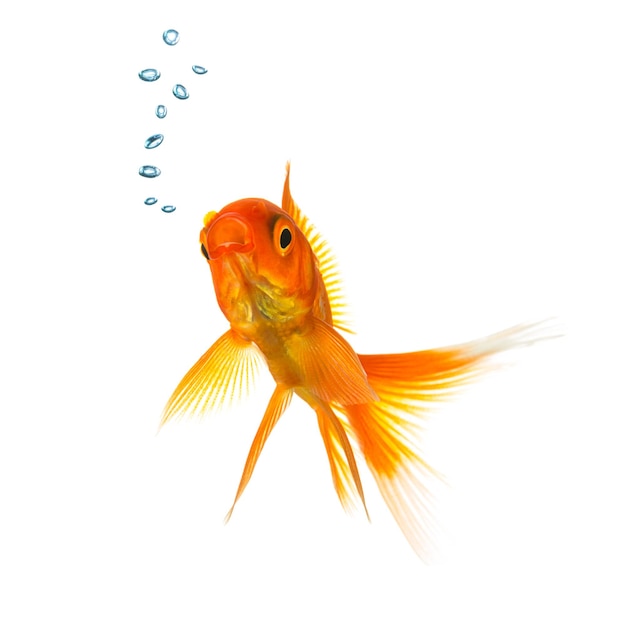 A goldfish in water with air bubbels on white. Taken in Studio with a 5D mark III.