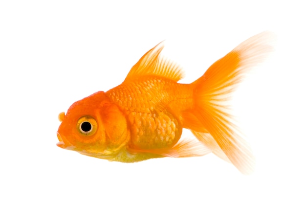Золотая рыбка на белом