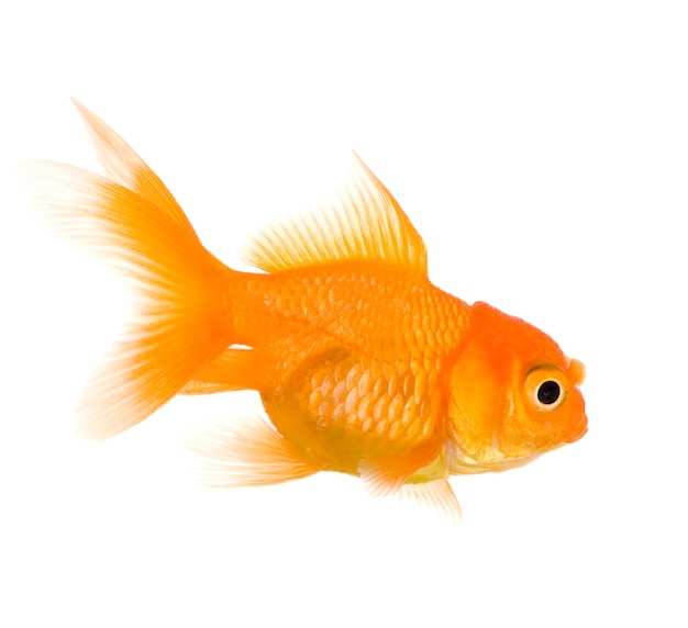 Goldfish on white