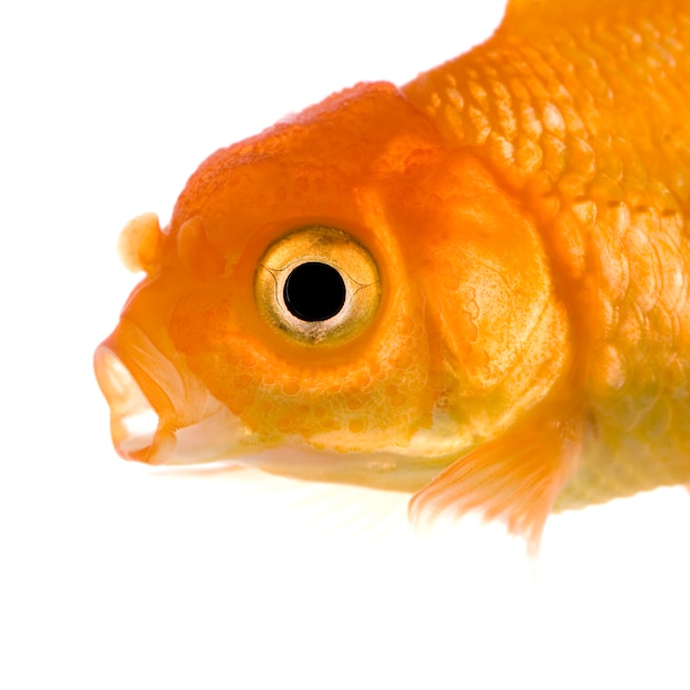 Goldfish on white