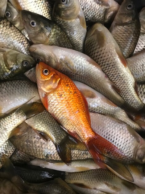 Goldfish with fresh caught fish