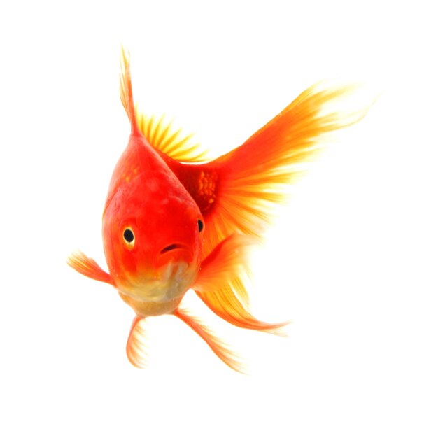 Photo goldfish