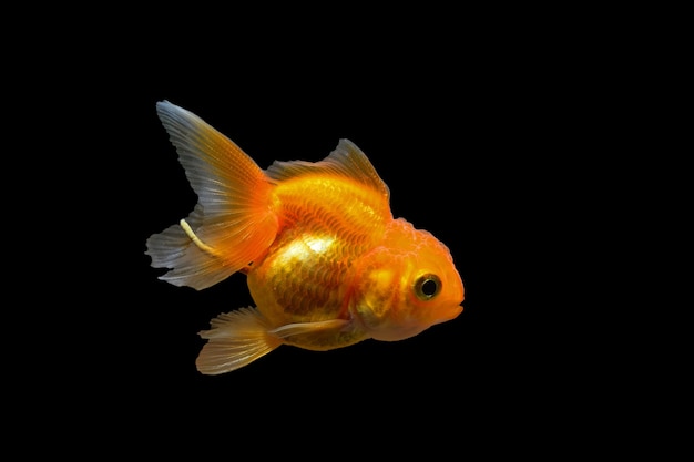 Goldfish