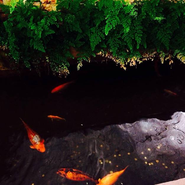 Photo goldfishes swimming in pond