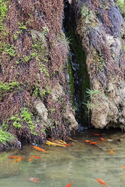 龍門石窟の怡川の金魚