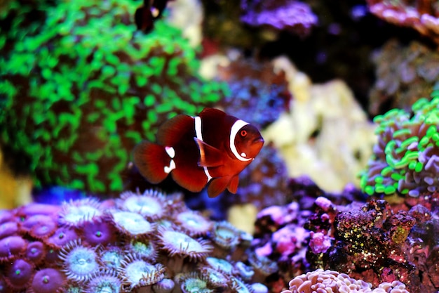 Goldflake Maroon Clownfish - Premnas biaculeatus