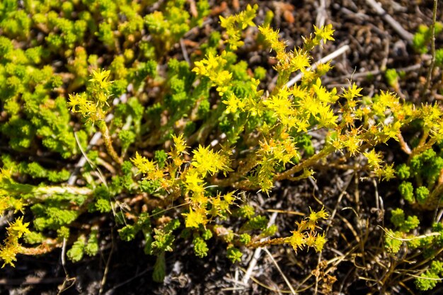 Цветы очитка Goldmoss (Sedum acre) на лугу