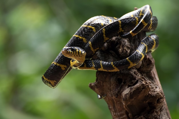 Il serpente gatto dagli anelli d'oro in varie posizioni