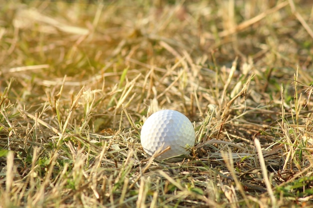 Golf balls on dry grass in the morning light.