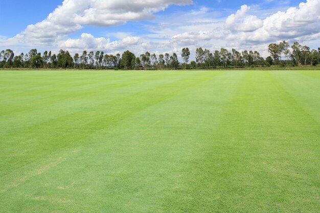 Photo a golf course with trees in the background