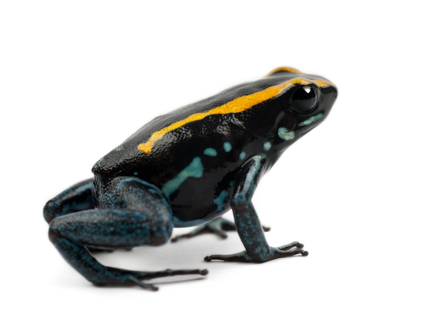 Гольфодульская ядовитая лягушка, Phyllobates vittatus, на белом фоне