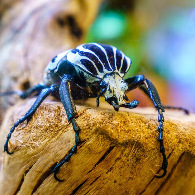 Goliath Beetle