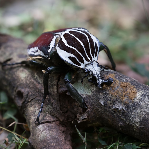 Photo goliath beetle