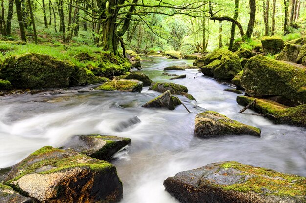 Golitha Falls