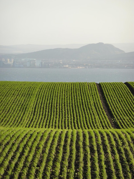 Golvend veld met rijen gewassen op de voorgrond met uitzicht op Edinburgh aan de overkant van de Firth of Forth