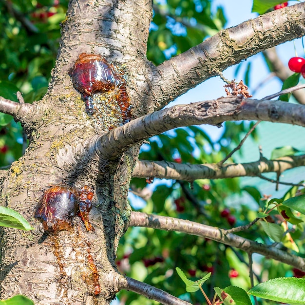 Gom op beschadigde schors van kersenboom Gombehandeling van steenbomen