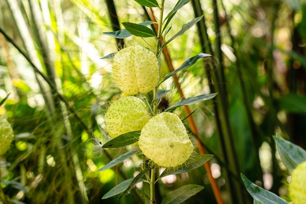 Gomphocarpus physocarpus, широко известный как растение-воздушный шар с волосатыми шариками или растение-лебедь.