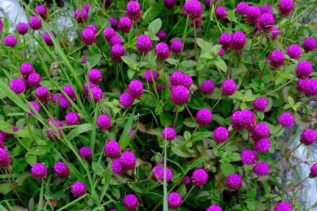 gomphrena globosa、通称グローブ アマランスは、家族ヒユ科の食用植物です。