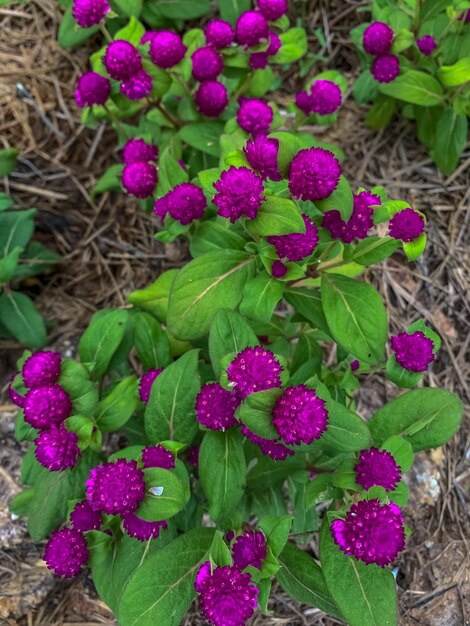 Foto gomphrena globosa globe amarant top view paarse bloem bloeien in tropische tuin bloemen planten in het zomerseizoen tuin schoonheid in de natuur paarse bloemen planten met organische bodem tuinbouw